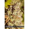 Vision-Gorilla-3-u-fem-Vision-Seeds-3