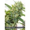 Vision-Kosher-3-u-fem-Vision-Seeds-3