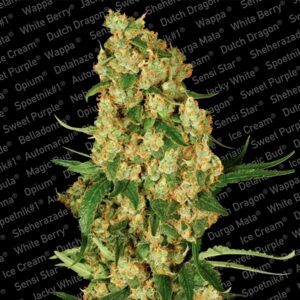 Wappa-3-u-fem-Paradise-Seeds-3