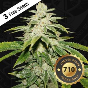 Watermelon-Ultra-5-u-fem-710-Limited-Pack-TH-Seeds-3