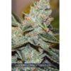 Wedding-Cake-X-Triple-OG-3-u-fem-Vision-Seeds-3