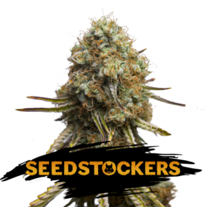 Wedding-Glue-fem-1-u-Seedstockers-3