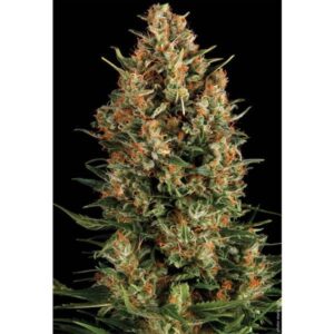 Wembley-1-u-blister-x-12-u-fem-Pyramid-Seeds-3