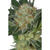 Widow-5-u-fem-Seedmakers-3