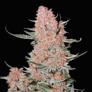 Ztrawberriez-Auto-3-u-fem-FastBuds-Seeds-3