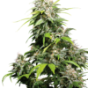 california-indica-feminized-xl