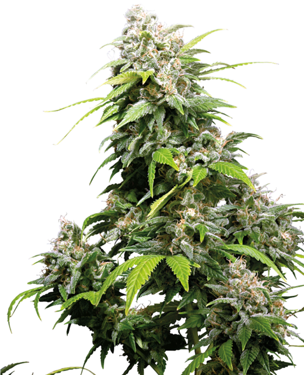 california-indica-feminized-xl