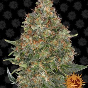 pineapple-express-auto-circle-new-12-864997-3