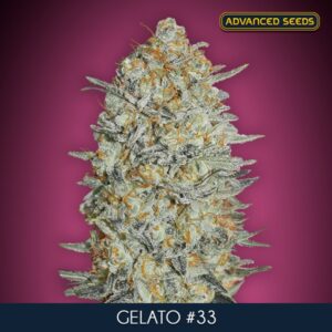 Gelato-33-3-1-u-fem-Advanced-Seeds