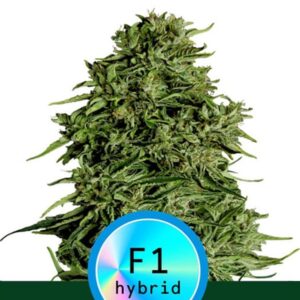 Auto-CBD-Cosmos-F1-1-u-fem-Royal-Queen-3