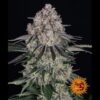 Auto-Sour-Diesel-3-u-fem-Barneys