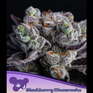 Blackberry-Moonrocks-10-u-fem-Anesia