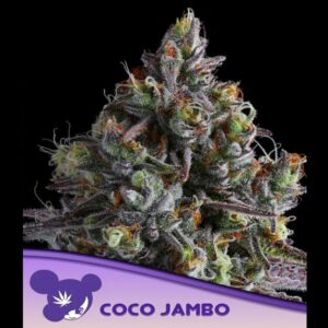 Coco-Jambo-5-u-fem-Anesia