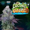 Coconut-Chalice-6-u-fem-Perfect-Tree