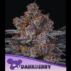 Dankberry-3-u-fem-Anesia