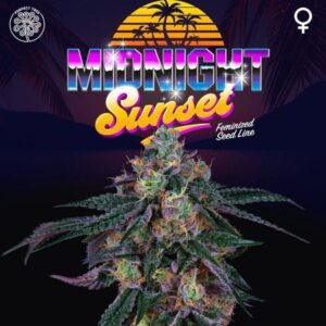 Midnight-Sunset-6-u-fem-Perfect-Tree