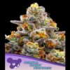 Purple-Boost-Highness-3-u-fem-Anesia