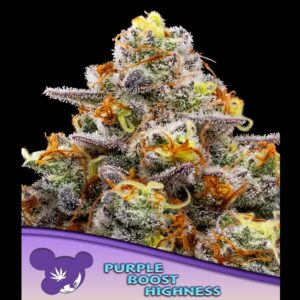 Purple-Boost-Highness-3-u-fem-Anesia