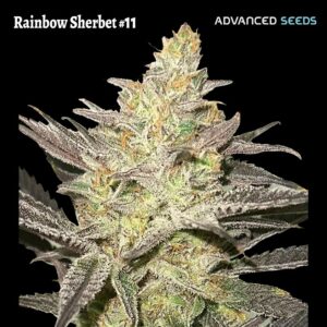 Rainbow-Sherbet-11-3-1-u-fem-Advanced-Seeds