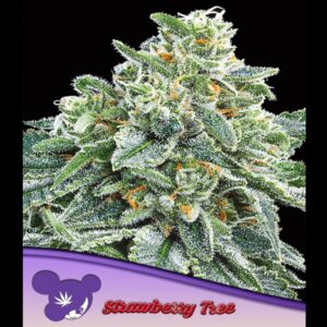 Strawberry-Tree-3-u-fem-Anesia