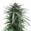 Zmkdaun-fem-3-u-Seedstockers-Superior