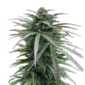 Zmkdaun-fem-3-u-Seedstockers-Superior