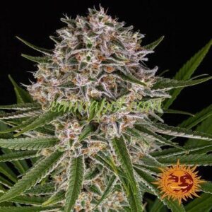 lemon-haze-automatic-feminzed-seeds-cannabis-marihuanajpg-image-400x400