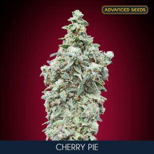 Cherry-Pie-1-u-fem-Advanced-Seeds-3