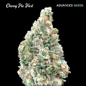 Cherry-Pie-Fast-1-u-fem-Advanced-Seeds-3