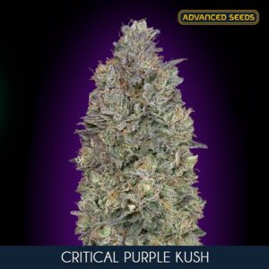 Critical-Purple-Kush-1-u-fem-Advanced-Seeds-3