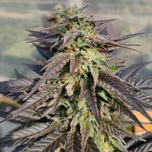 Zamaldelica-x-Kali-China-3-u-fem-Ace-Seeds