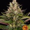 strawberry-diesel-circle-new-21-416844