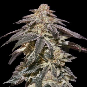 Auto-Apple-Bananas-5-u-fem-00-Seedsasdsad